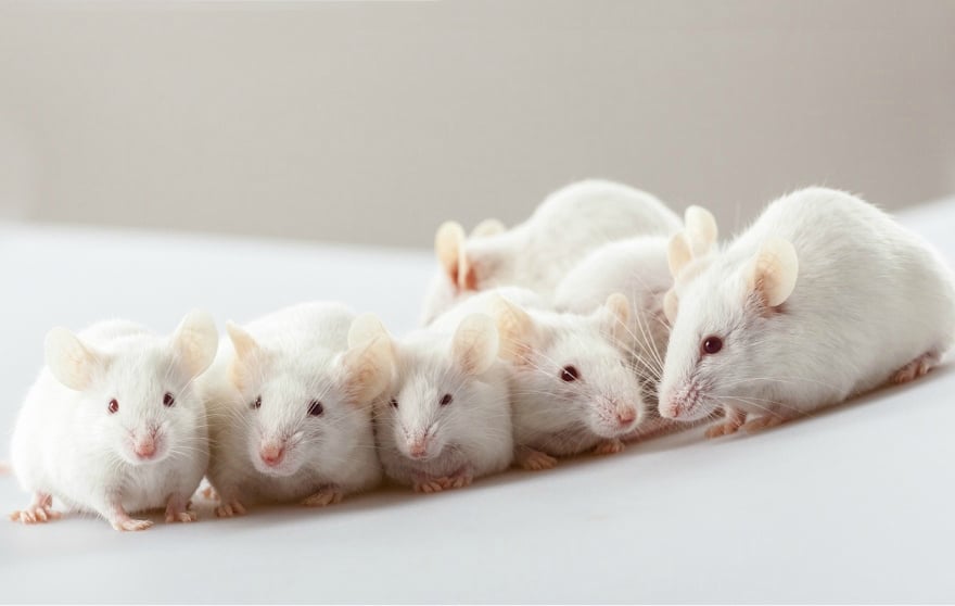 Microsampling Alternative to Traditional Blood Sampling Lab Mice & Rats
